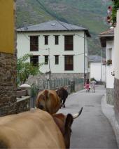 Unas vacas, delante de nuestra casa