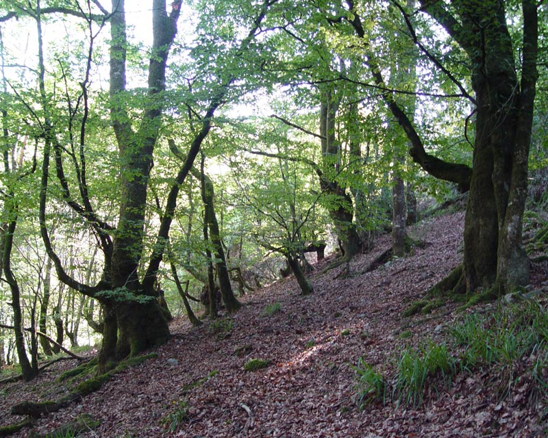 Bosque de hayas, en Muniellos