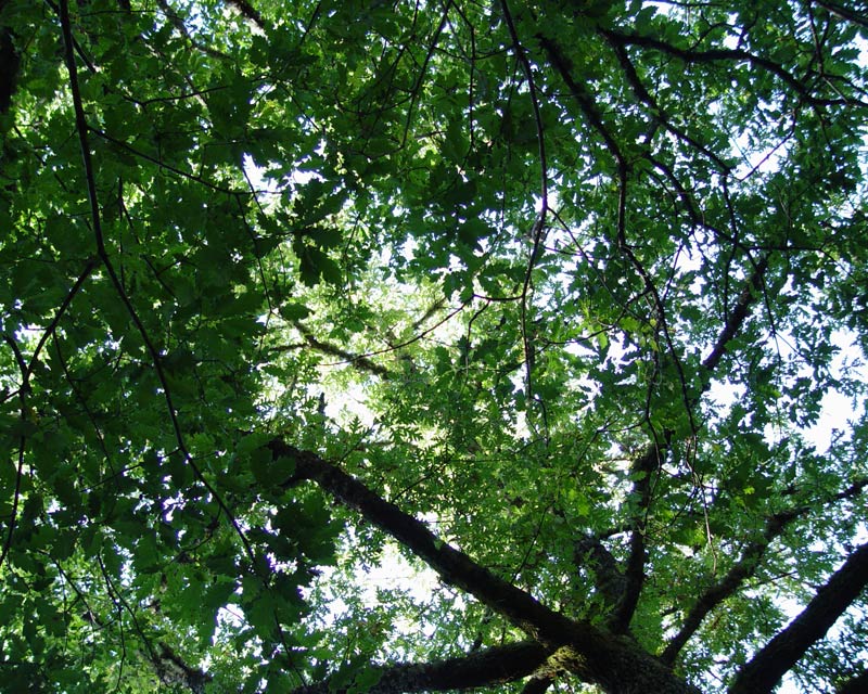 Un roble del bosque, visto desde abajo