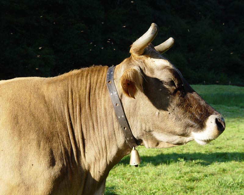 Una vaca, en un prado del pueblo