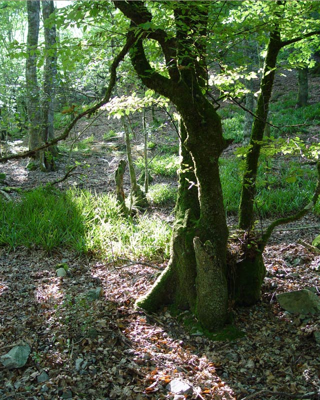 Un haya, en el bosque de Muniellos