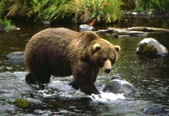 Un ejemplar de oso pardo cantÃ¡brico, pescando en el rÃ­o