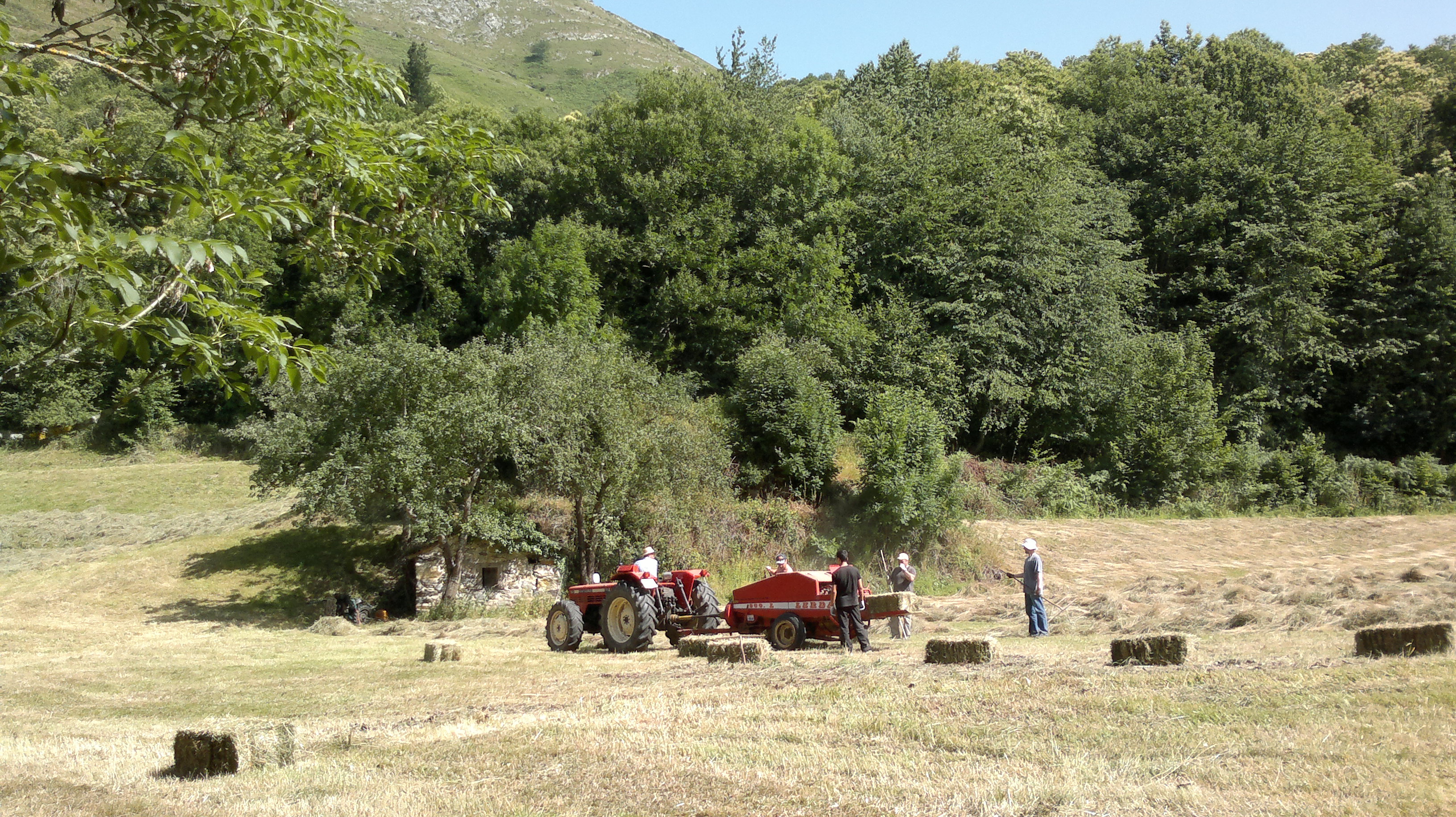 La cosecha del Heno. `La Yerba`