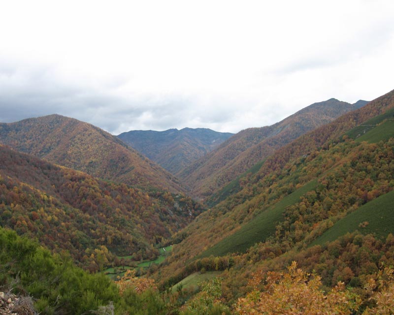 Bosque de Moal y de Muniellos