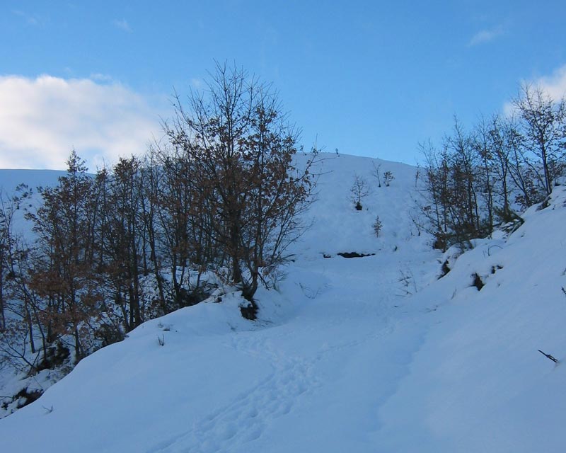 Bosque nevado