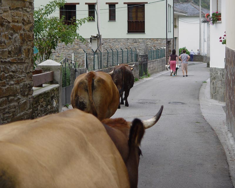 Camino de Moal junto a la casa y vacas