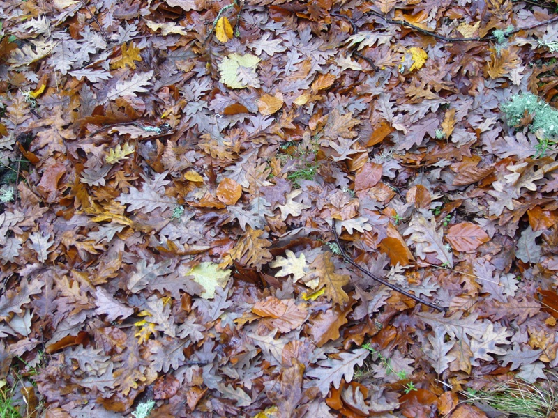 Alfombra de hojas