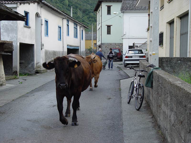 Vacas junto a la casa