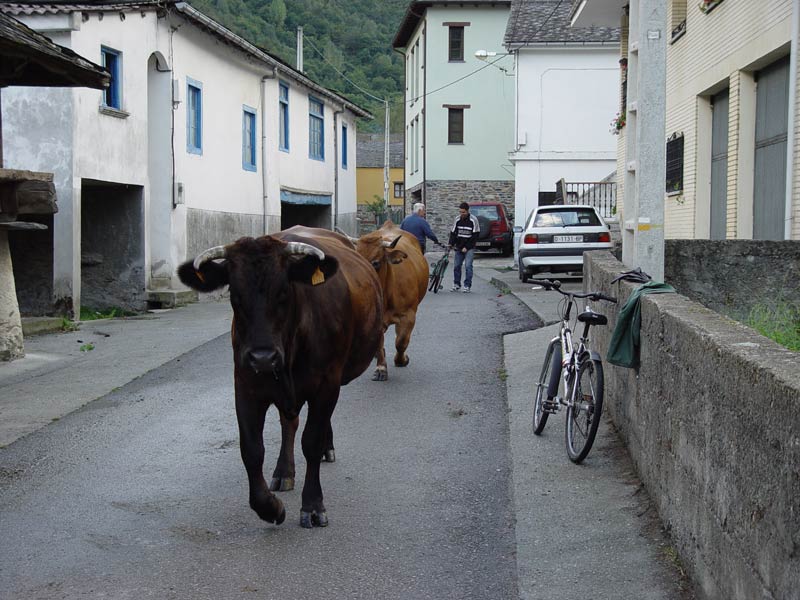 Desde abajo con las vacas de Mingo